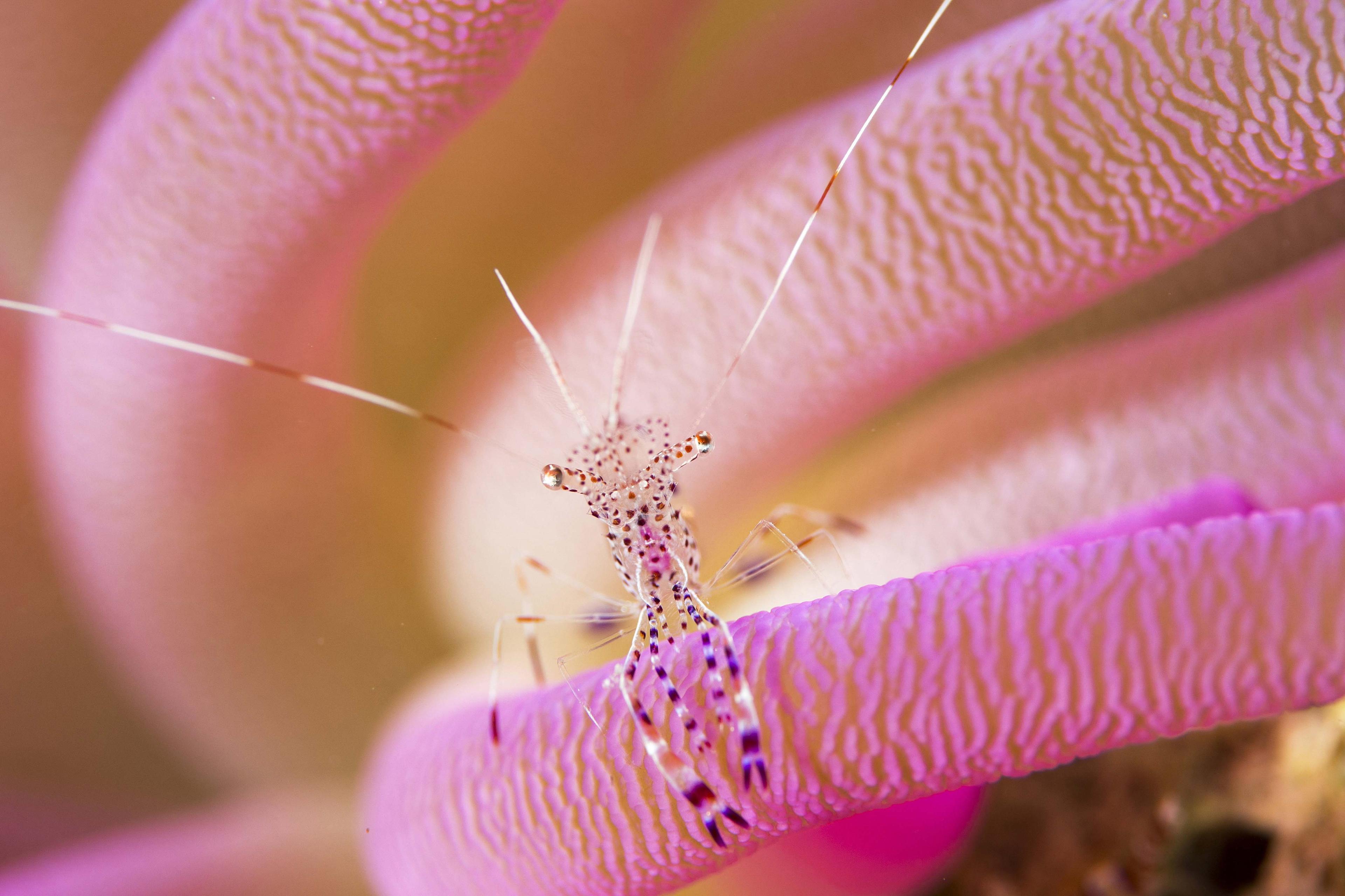 Pink Coral animal