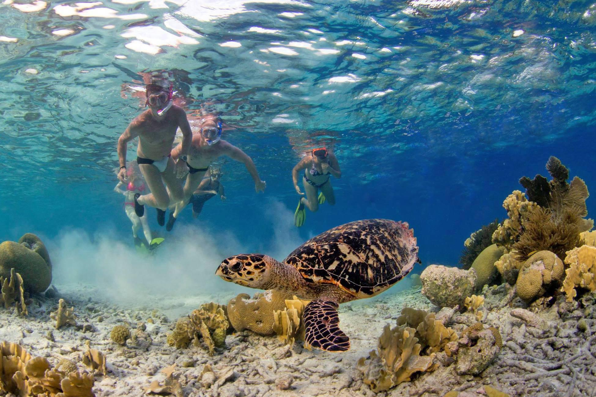 Snorkeling with turtle