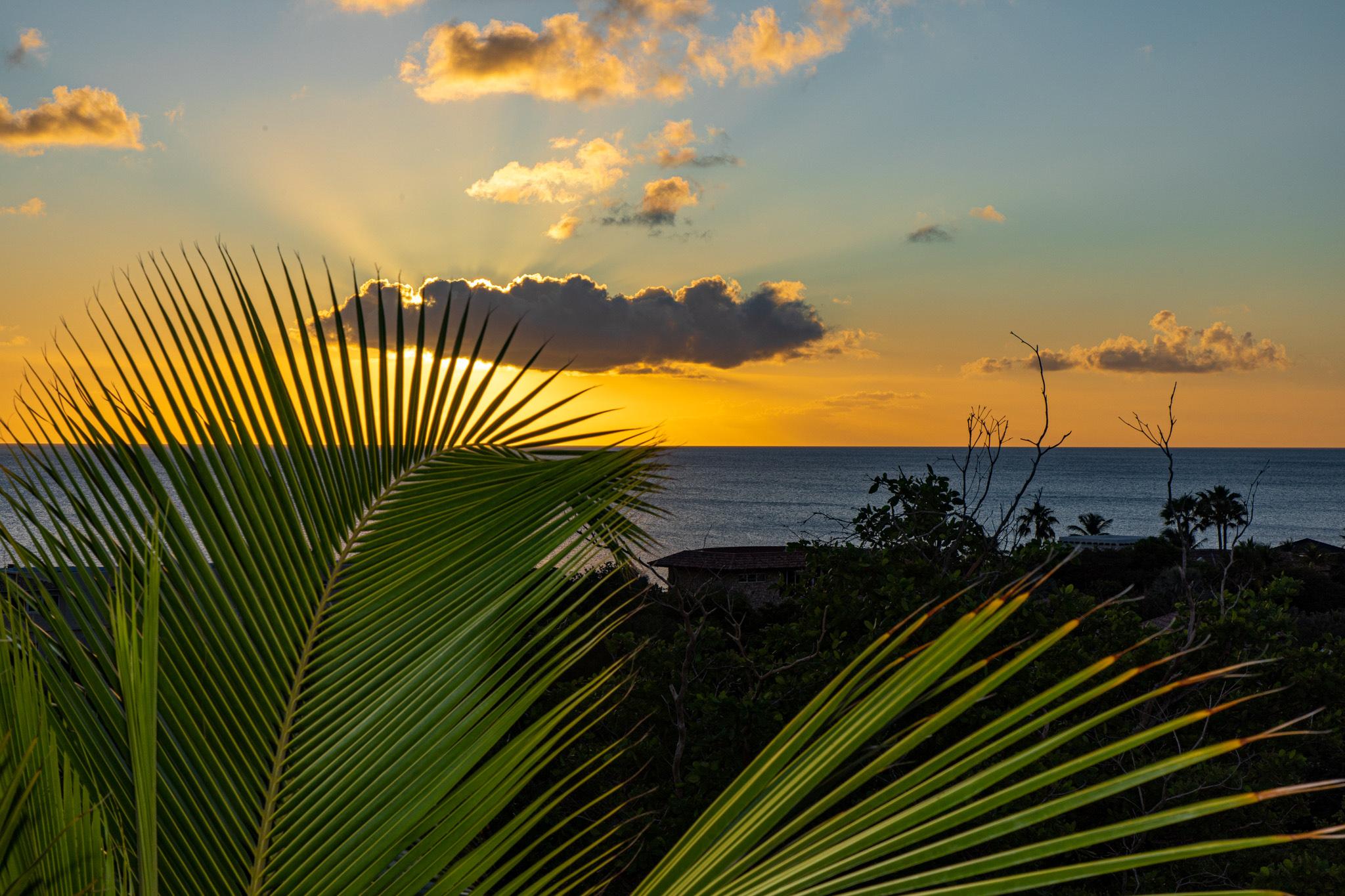 Palmboom met zonsondergang
