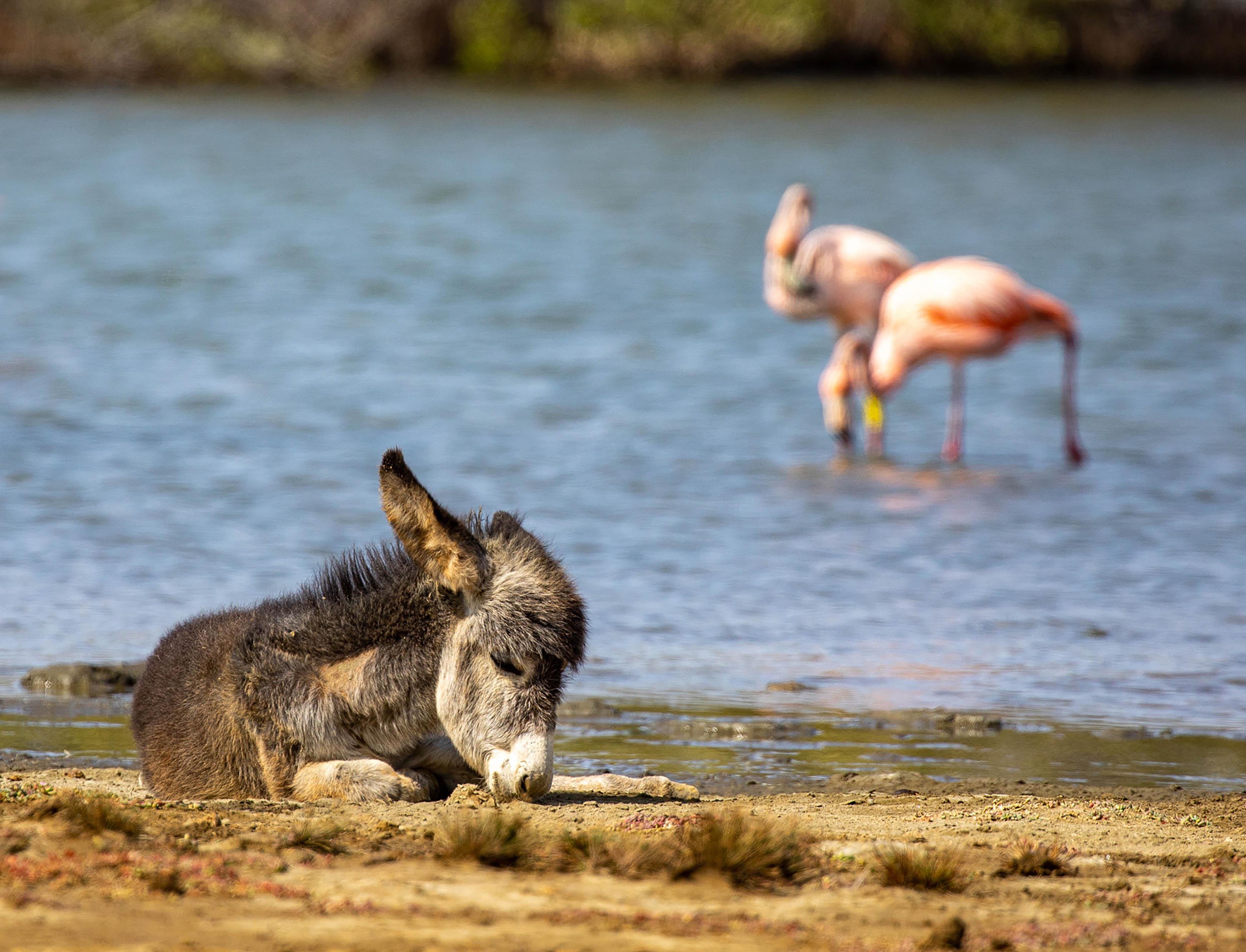 Bonaire donkey