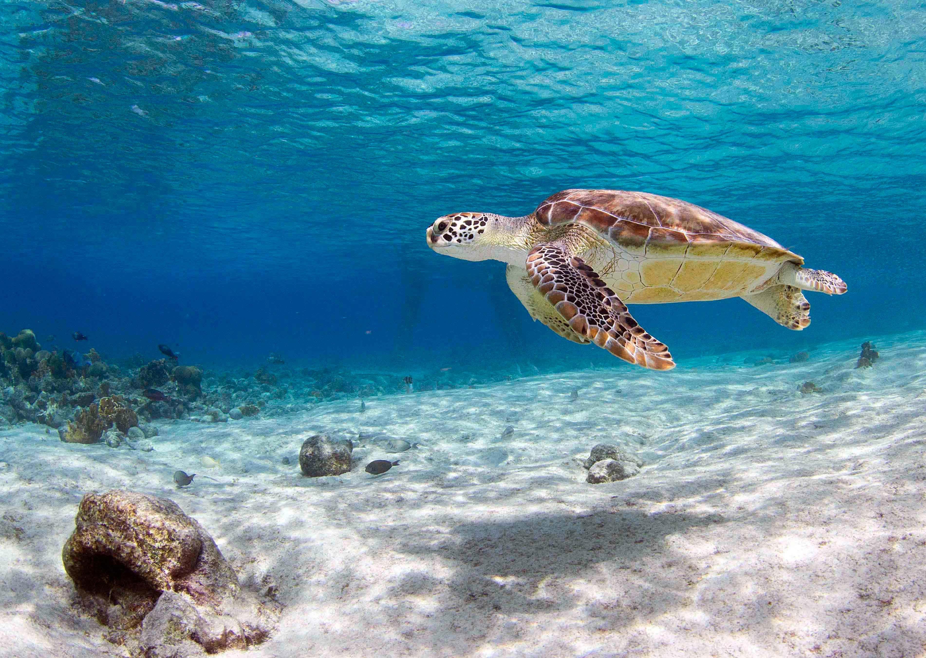 Seaturtle